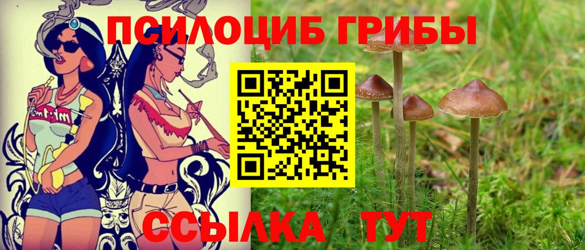 Братск  Псилоцибиновые грибы Cubensis  Вход с VPN 